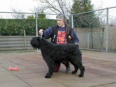 Bouvier AMY 