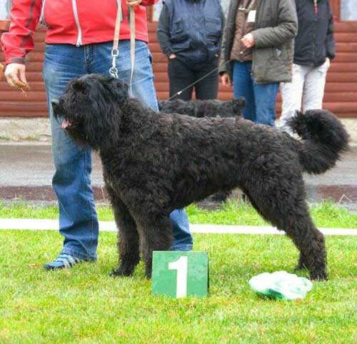 Bouvier REMBRANDT NYRA v CAYA'S HOME